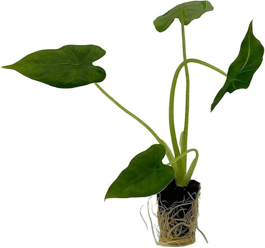 ragnaroc Alocasia Frydek ‘Velvet Elvis’ 2-4" (Alocasia micholitziana) 4ct – Live Plant for Indoor Outdoor Use, Garden & Landscaping – Live Arrival Guaranteed