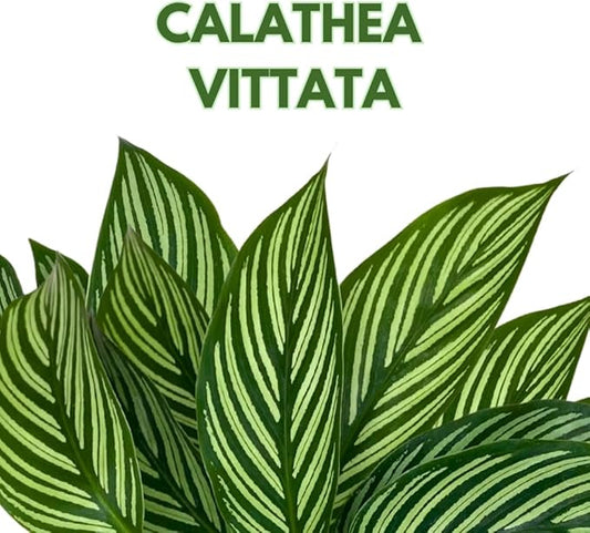 BubbleBlooms Calathea Vittata, in a 4 inch Pot, Zebra Peacock Cathedral Plant
