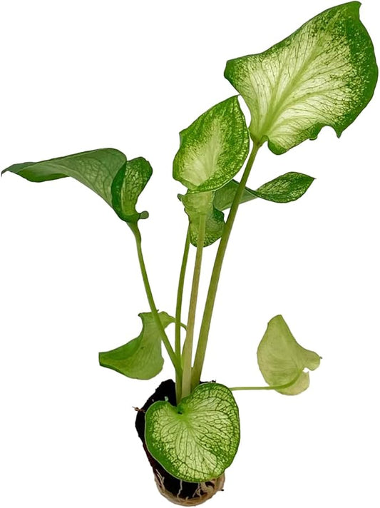 ragnaroc Caladium ‘White Butterfly’ 2-4" (Caladium Bicolor) 8ct – Live Plant for Indoor Outdoor Use, Garden & Landscaping – Live Arrival Guaranteed