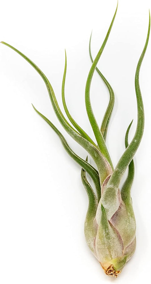 Tillandsia Caput Medusae Air Plants - Live Succulent House Plants - Available in Wholesale and Bulk - Home and Garden Decor - Easy Care Indoor/Outdoor Air Plant (Pack of 50)