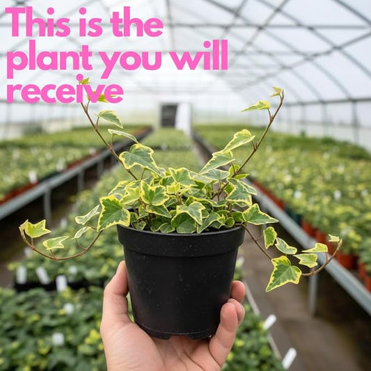Gold Child Ivy Indoor Plant in 4 Inch Pot | Fast-Growing Live English Ivy Plant for Indoor Décor | Classic Gold Child English Ivy Houseplant for Hanging Pots & Indoor Landscaping