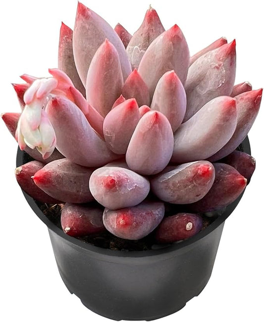Sprout N Green Echeveria Goldfish, Rare Live Succulent Plant Fully Rooted in 2" Planter with Soil, Home Office Indoor Outdoor Wedding Decoration DIY Projects Party Favor