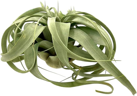 ragnaroc Air Plants - Tillandsia Xerographica, Large 5-7” - 3ct - Live Arrival Gauranteed - House Plants for Home Decor & Gift