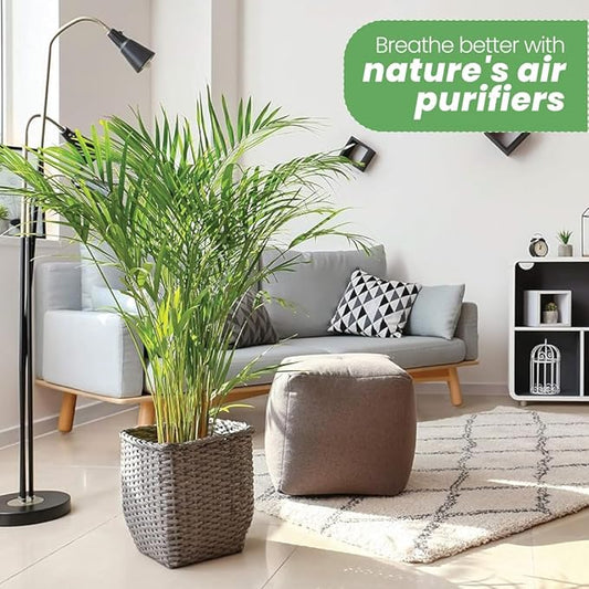 American Plant Exchange Live Areca Palm – 10-Inch Pot – Tropical Indoor Houseplant with Lush Feathery Fronds, Pet-Friendly Easy Care Plant for Homes, Offices, Patios & Decorative Containers