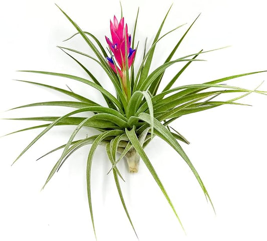 Air Plants - Flowering Tillandsia Stricta Large 5" - 1ct - Live Arrival Guaranteed - House Plants for Home Decor & Gift