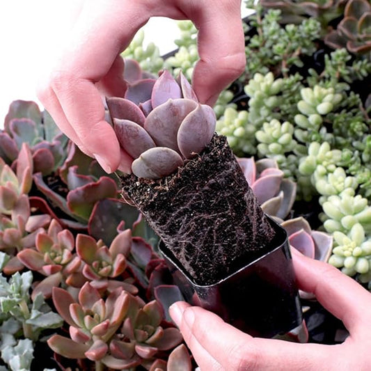 Mountain Crest Gardens Sweetheart Succulent Variety Pack - 12 Live Plants in 2 Inch Pots, Rosette, Trailing & Upright Types - Real Succulents for Indoor Display, DIY Projects, Thoughtful Gifts