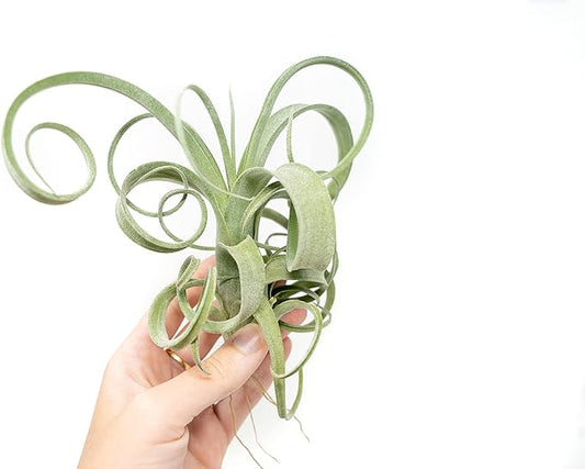 Air Plant Shop 3 Pack Tillandsia Curly Slim (T. Intermedia x T. Streptophylla) Air Plant - Succulents - Live Tillandsia - Easy Care Indoor and Outdoor House Plants