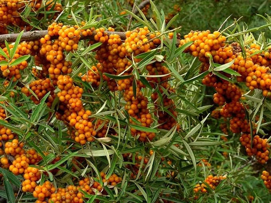 Seaberry Tree Plant, Sea Buckthorn Tree, 1-2 Ft Male or Female tress (This Plant Need a Male Tree for pollination) (Male)