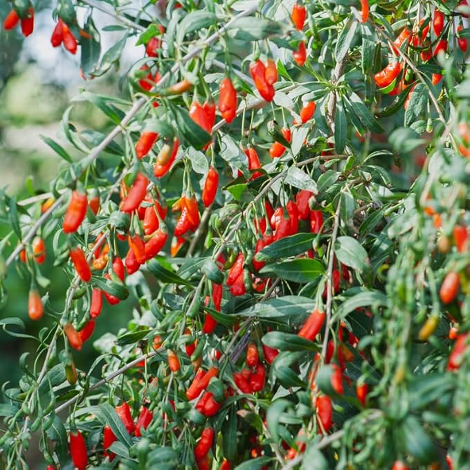 2 Red Goji Berry Trees Live Bareroot 8 to 12 Inc Height for Planting Ornaments Perennial Garden Simple to Grow Pots, Sweet Berry Fruits