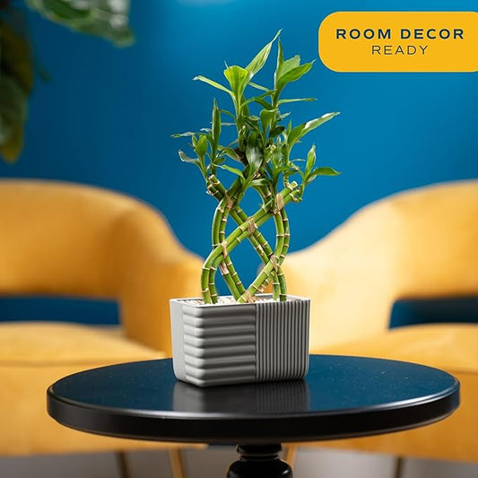 Costa Farms Lucky Bamboo Live Plant in Decorative Pot, Easy to Maintain Indoor Houseplant, Perfect for Home, Room, or Office Decor, Great House Warming or Birthday Gift, 12-15 Inches Tall