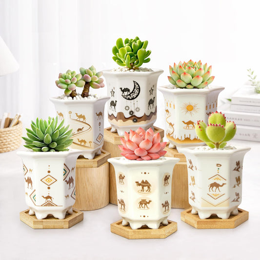 3.3 Inch Small Succulent Pots with Drainage and Bamboo Tray Set of 6