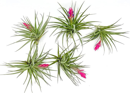 Air Plants - Flowering Tillandsia Stricta Large 5" - 5ct - Live Arrival Guaranteed - House Plants for Home Decor & Gift