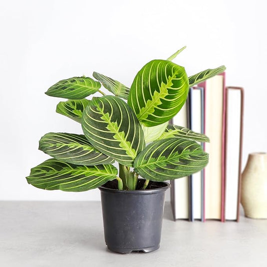 Thorsen's Greenhouse Lemon Lime Prayer Plant, Live Indoor Plant, Pet Friendly, Attractive Houseplant, Lemon Maranta, Natural Air Purifier, Easy to Grow, 4" Diameter Pot (Growers Pot)
