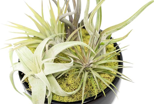 Air Plant Shop Large Assembled Air Plant Bowl Garden - Wholesale and Bulk - Succulents - Live Tillandsia - Easy Care Indoor and Outdoor House Plants (5 Assorted Air Plants)