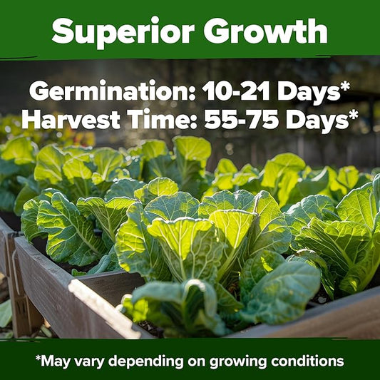 HOME GROWN Collard Green Seeds - 2 Pack - 600 Seeds for Fall Planting - High Germination Heirloom Vegetable Seeds,Vates Collard Greens Seed Pack(Brassica oleracea)