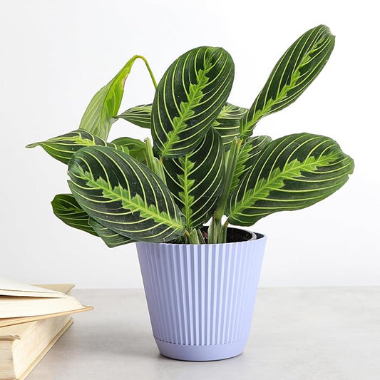 Thorsen's Greenhouse Lemon Lime Prayer Plant, Live Indoor Plant, Pet Friendly, Attractive Houseplant, Lemon Maranta, Natural Air Purifier, Easy to Grow, 4" Diameter Pot (Lavender)