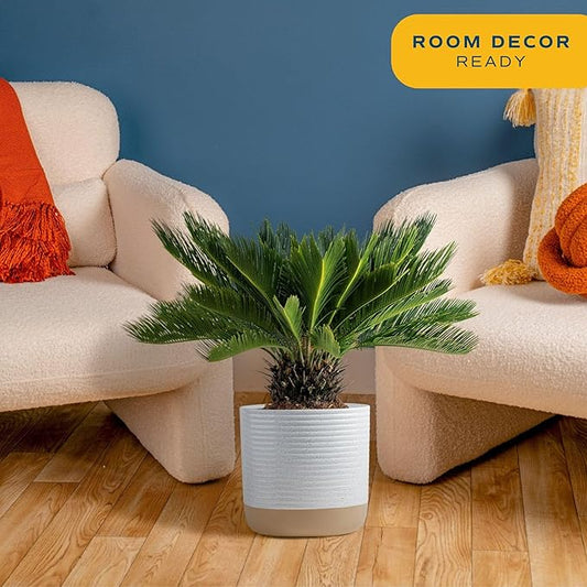 Costa Farms Sago Palm Live Plant in Decorative Pot, Easy to Maintain Large Indoor Houseplant, Perfect for Home, Room, or Office Decor, Great House Warming or Birthday Gift, 2-3 Feet Tall