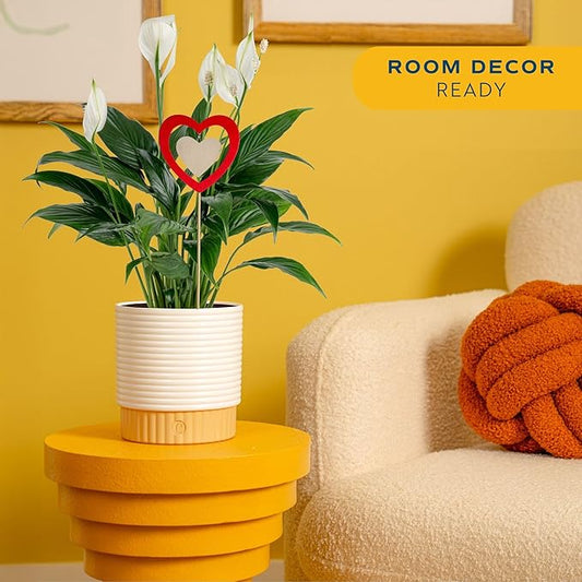 Costa Farms Peace Lily Live Plant in Decorative Pot, Air Purifying Flowering Indoor Houseplant, Perfect for Home, Room, or Office Decor, Great House Warming or Birthday Gift, 14-24 Inches Tall