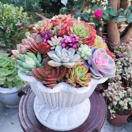 Sprout N Green 10 Assorted Succulents with Root, 10 Different Varieties Live Plants Collection, Without Plant Pot, Great for Gardener Beginner, DIY Projects, Wedding Party Favor