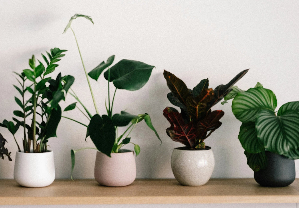 Bring a Little Green Home
