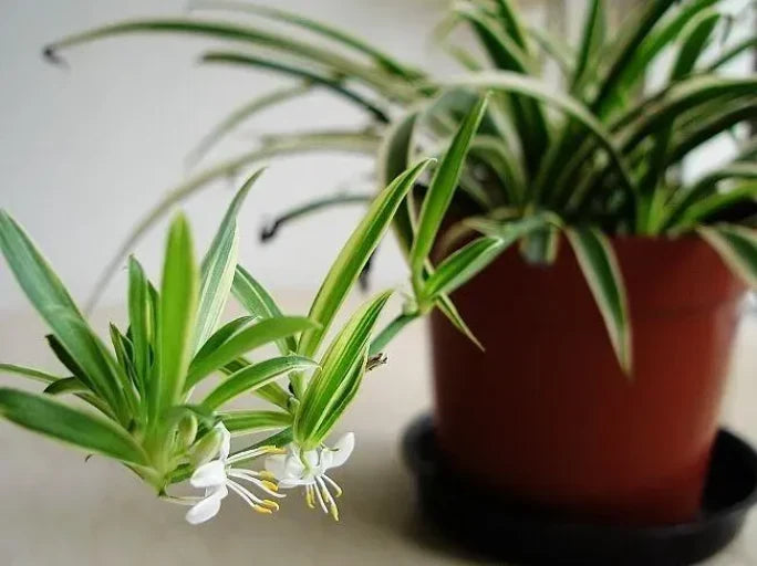 Top 10 Indoor Plants for a Healthier Home in 2023