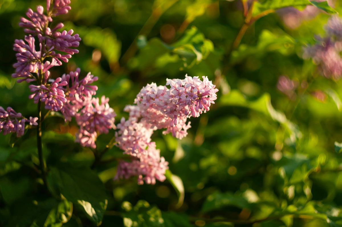 outdoor gardening essentials