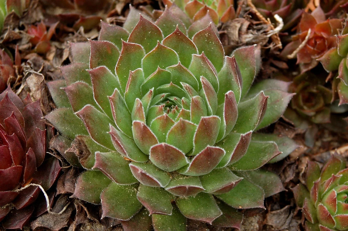 Succulents 101: How to Care for Your Succulent Plants