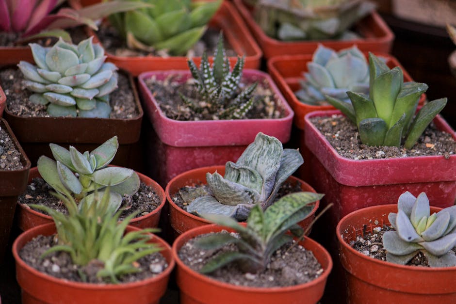 How to Choose the Perfect Flower Pots for Your Succulents