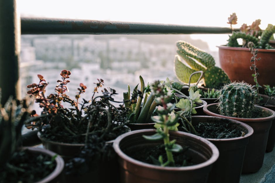How to Create a Stunning Succulent Garden in Small Spaces