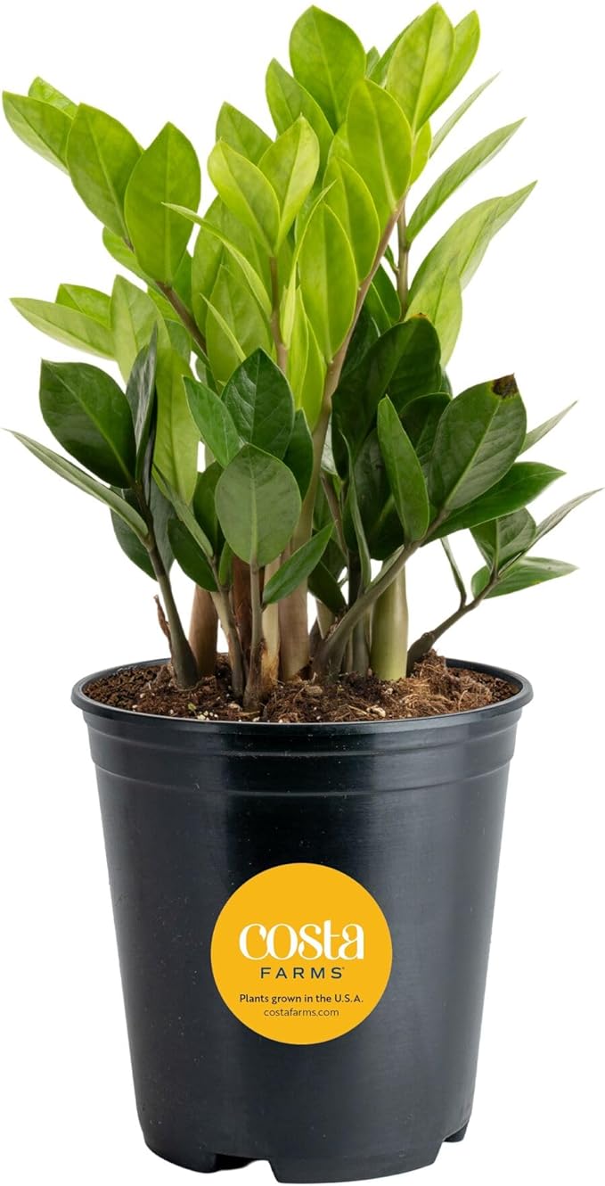 Live Plants & Flowers