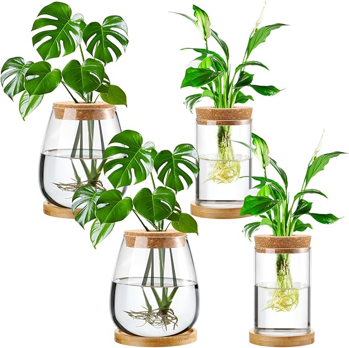 Terrariums, Succulents & Live Plants collection