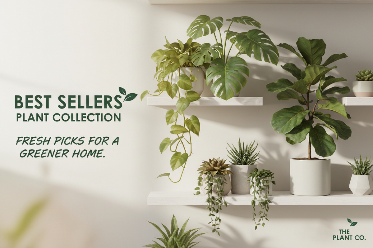 Best Sellers