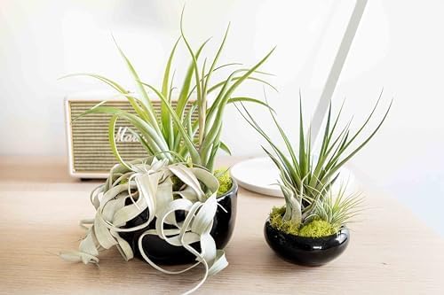 Air Plant Shop Large Assembled Air Plant Bowl Garden - Wholesale and Bulk - Succulents - Live Tillandsia - Easy Care Indoor and Outdoor House Plants (1 Xerographica and 2 Large Air Plants)