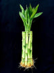 Lucky Bamboo Plant, 10 Stalks, 8 Inches Tall, Fresh Live Indoor Stems