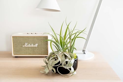 Air Plant Shop Large Assembled Air Plant Bowl Garden - Wholesale and Bulk - Succulents - Live Tillandsia - Easy Care Indoor and Outdoor House Plants (5 Assorted Air Plants)