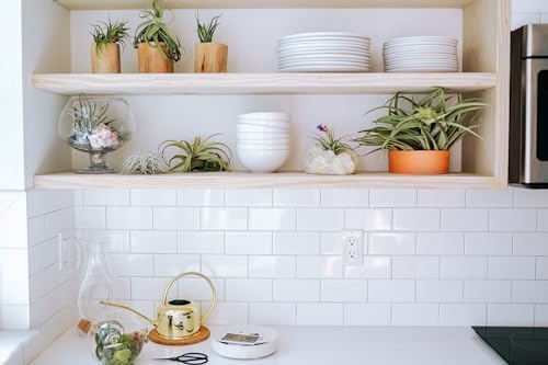 Air Plant Shop Large Assembled Air Plant Bowl Garden - Wholesale and Bulk - Succulents - Live Tillandsia - Easy Care Indoor and Outdoor House Plants (1 Xerographica and 2 Large Air Plants)