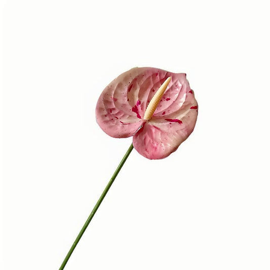 Bulk Pink Dapple Artificial Anthurium Flowers 24.4" Fake Tropical Greenery Stems Real Touch Faux Anthuriums Flowers for Vase Filler, Bouquets & Centerpieces, Home Decor