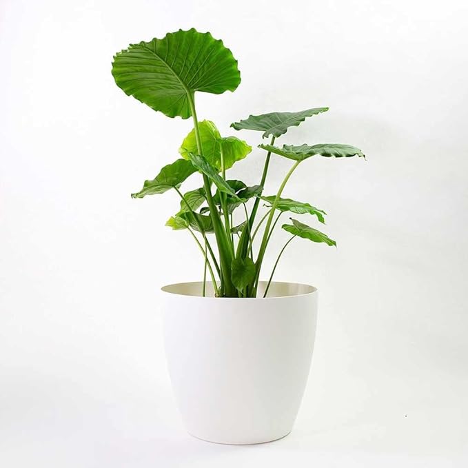 Greenline Manufacturing Memphis 13" Round Indoor Floor Planter Pot – Lightweight & Durable Plastic, Modern Design, Made in USA, Recyclable Large Plant Container for Home & Office Décor (White)
