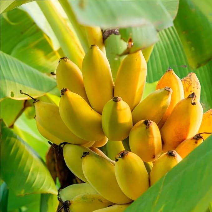 Banana Tree Gran Nain. Set of 4 Starter Live Plants (Double Mahoi)