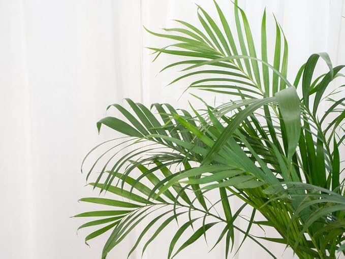 GARDENERA Palm Tree Potting Mix - The Ultimate Soil for Strong and Healthy Palms - Top Choice for Palm Tree Growers [10 Quart Bag]