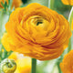 Yellow Ranunculus Flowers Bulbs for Spring Planting, Perennial Flower Bulbs, Early Spring Flower to Plant Outside, Colorful Blooms Groundcover Bulbs, Top Size