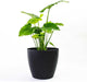 Greenline Manufacturing Memphis 15" Round Indoor Floor Planter Pot – Lightweight & Durable Plastic, Modern Design, Made in USA, Recyclable Large Plant Container for Home & Office Décor (Black)
