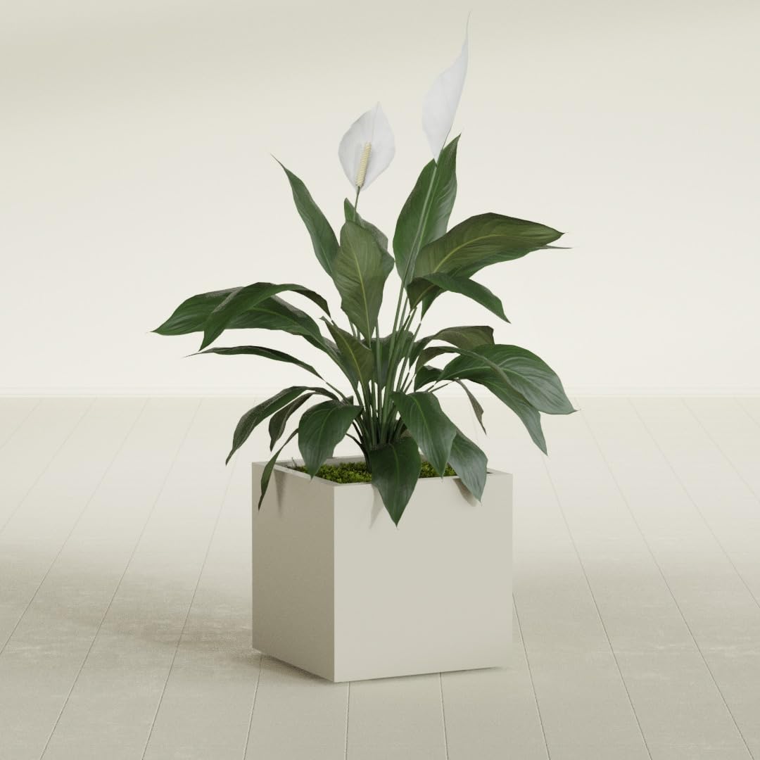 Greenline Jack Large Square Cube Fiberglass Planter, Modern Indoor/Outdoor