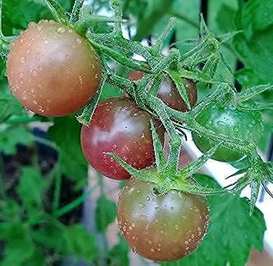 100 EarthPods - Bio Organic Tomato Fertilizer Spikes - Cal Mag for Plants - Pepper Plant Food - Premium Formula - Hand Made in USA