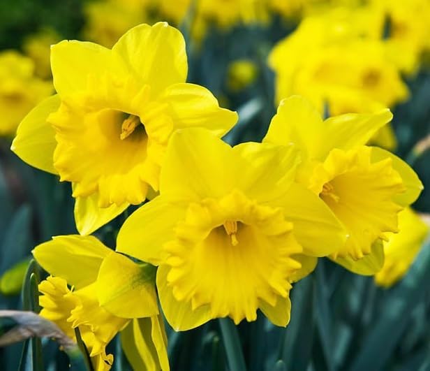 Bulk Yellow Daffodil Bulbs for Planting - Dutch Master Value Bag - Plant in Gardens, Borders & Flowerbeds - Bulb Size 10/12 cm - Easy to Grow Fall Flowers Bulbs (200 Bulbs)