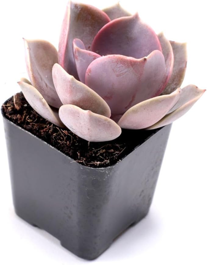 Mountain Crest Gardens Sweetheart Succulent Variety Pack - 12 Live Plants in 2 Inch Pots, Rosette, Trailing & Upright Types - Real Succulents for Indoor Display, DIY Projects, Thoughtful Gifts
