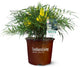 Southern Living Soft Caress Mahonia,1-Gallon Evergreen Flowering Shrub, 3-4 ft Tall and Wide, Yellow Blooms