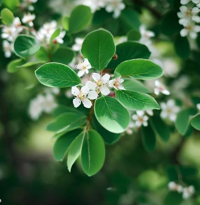 Amelanchier alnifolia c.s. (Saskatoon Serviceberry) Fruit Seeds, Purplish-Black Berries with Sweet Flavor, Seeds by MySeeds.Co, You Choose The Amount (Trial Packet Size)