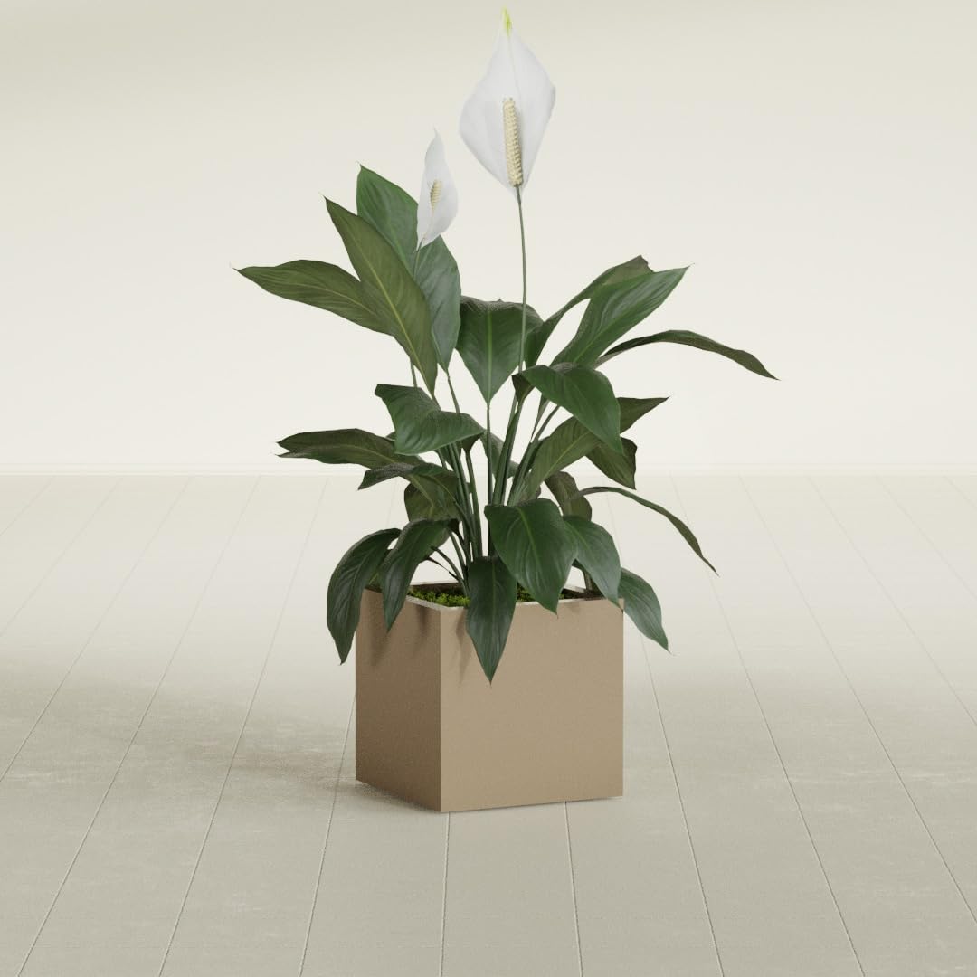 Greenline Jack Large Square Cube Fiberglass Planter, Modern Indoor/Outdoor