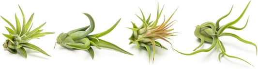 Air Plant Low Light House Plants Box (8PK) Tillandsia Air Plants Live Houseplants Live Indoor Plants Live Succulents Plants Live Terrarium Plants Live, Air Plant Holder Airplant Kit by Plants for Pets